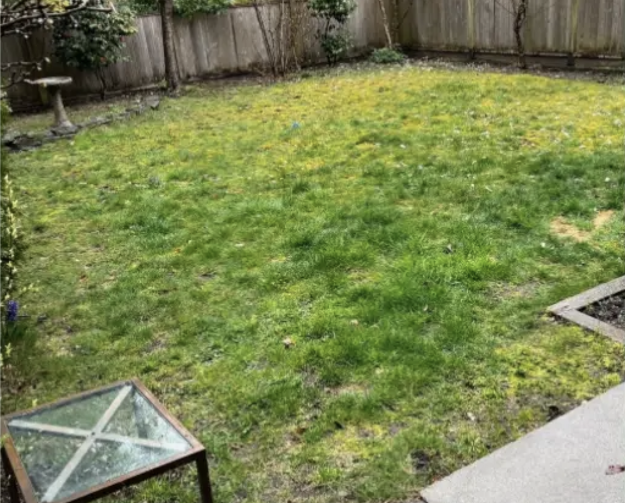 Before — New Lawn! · May 2026