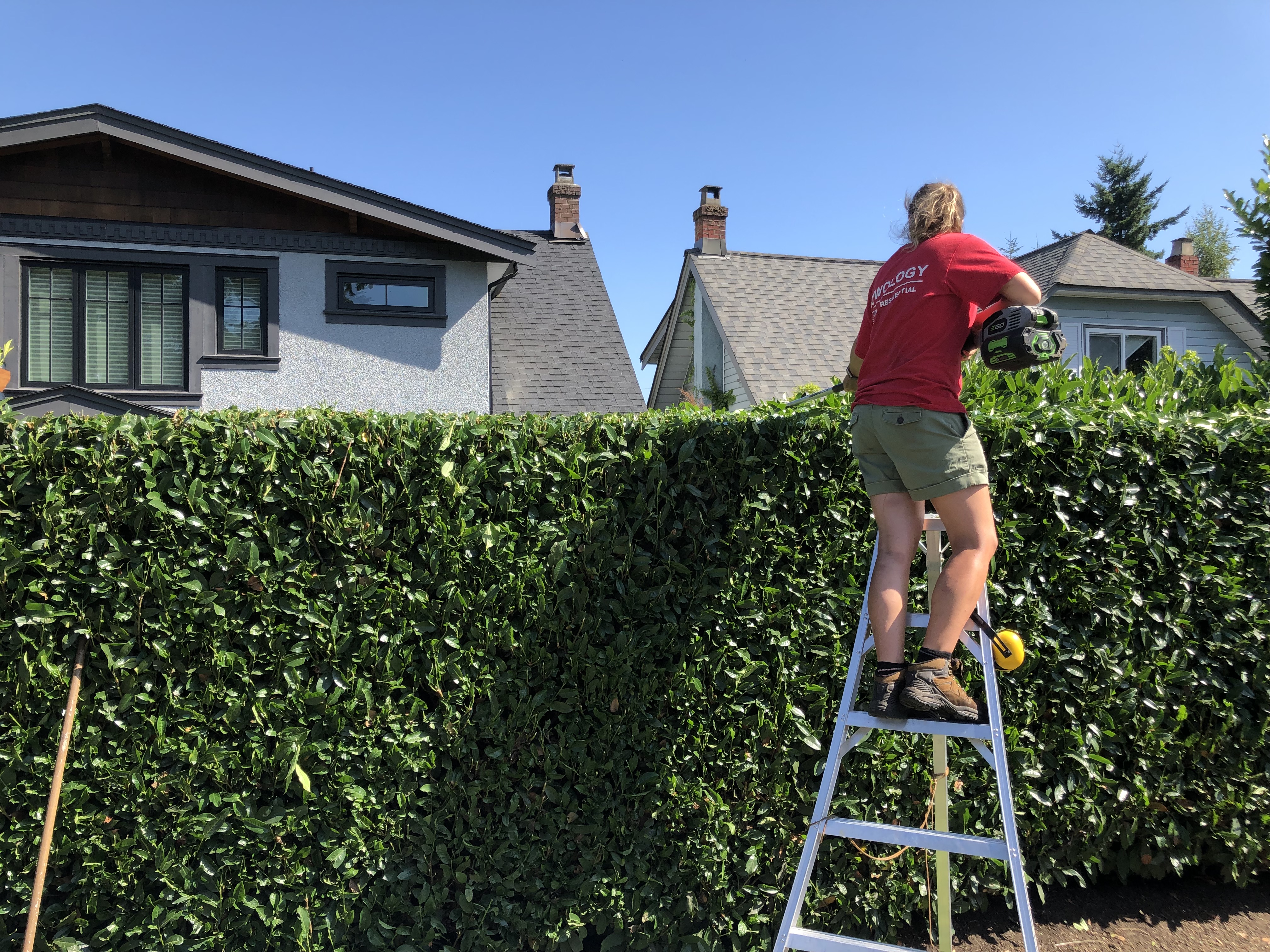 Freshly trimmed laurel hedge on a Vancouver west side character home