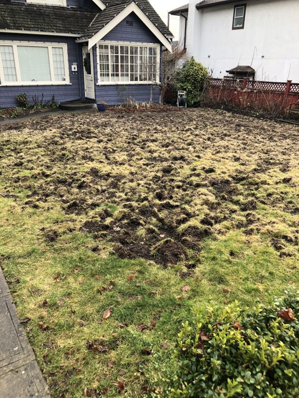 Before — Front lawn torn up by crows and raccoons digging for chafer grubs — stripped, soil rebuilt, new sod laid and established.