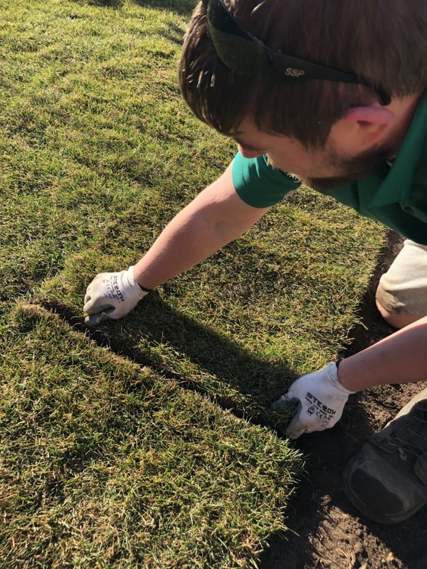 Crew member pressing sod seams closed by hand after laying