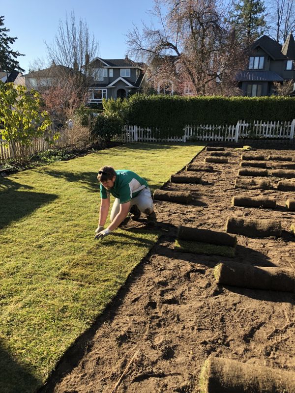Mowology crew member laying sod in a Vancouver backyard