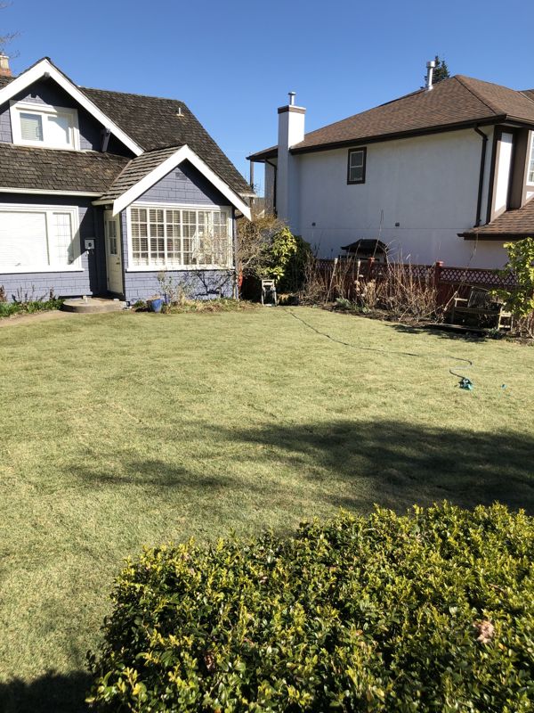 After — Front lawn torn up by crows and raccoons digging for chafer grubs — stripped, soil rebuilt, new sod laid and established.
